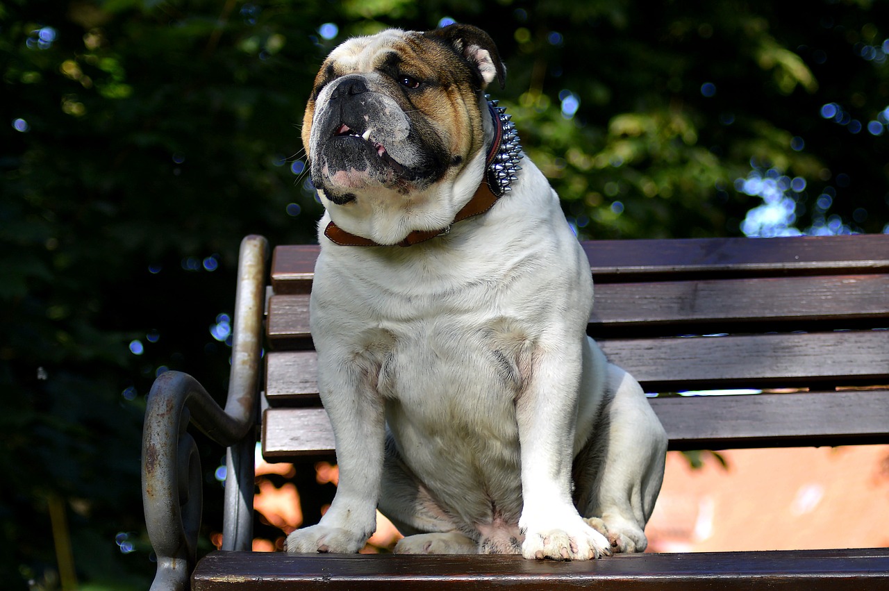 park bench dog relax free photo