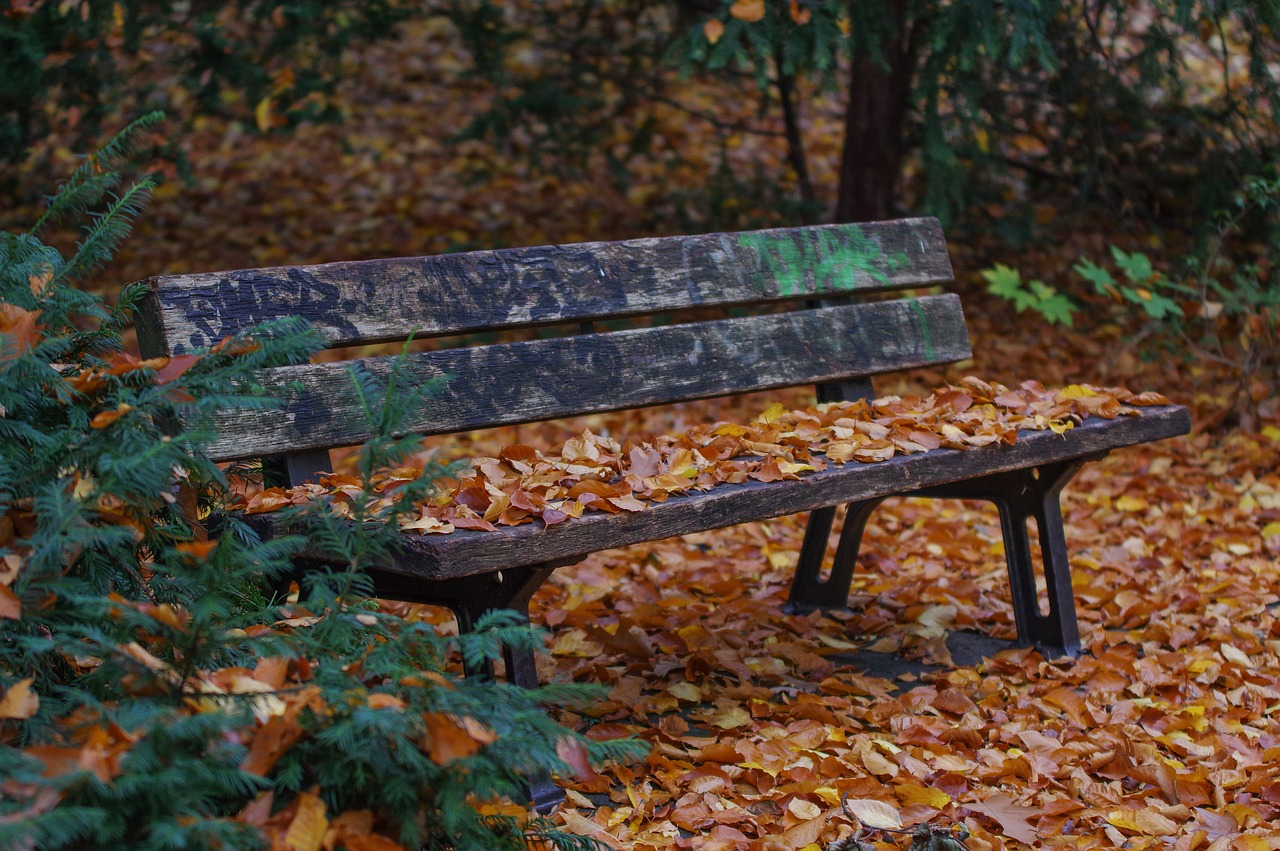 park bench  autumn  nature free photo