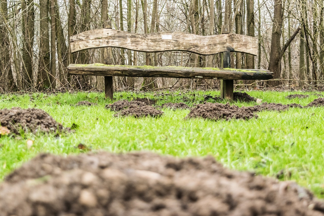 park bench wood mole free photo