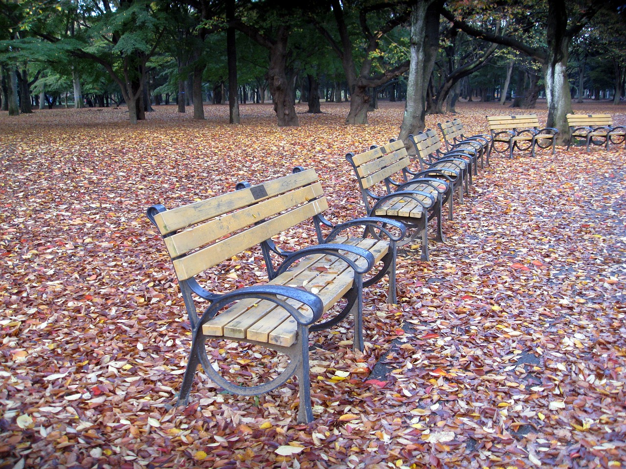 park benches benches park free photo