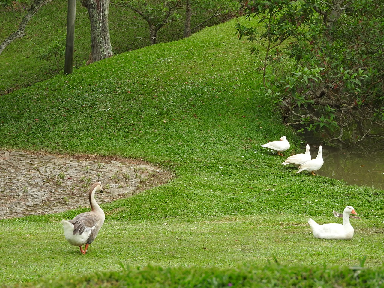 park hotel mantiqueira barbacena ducks free photo