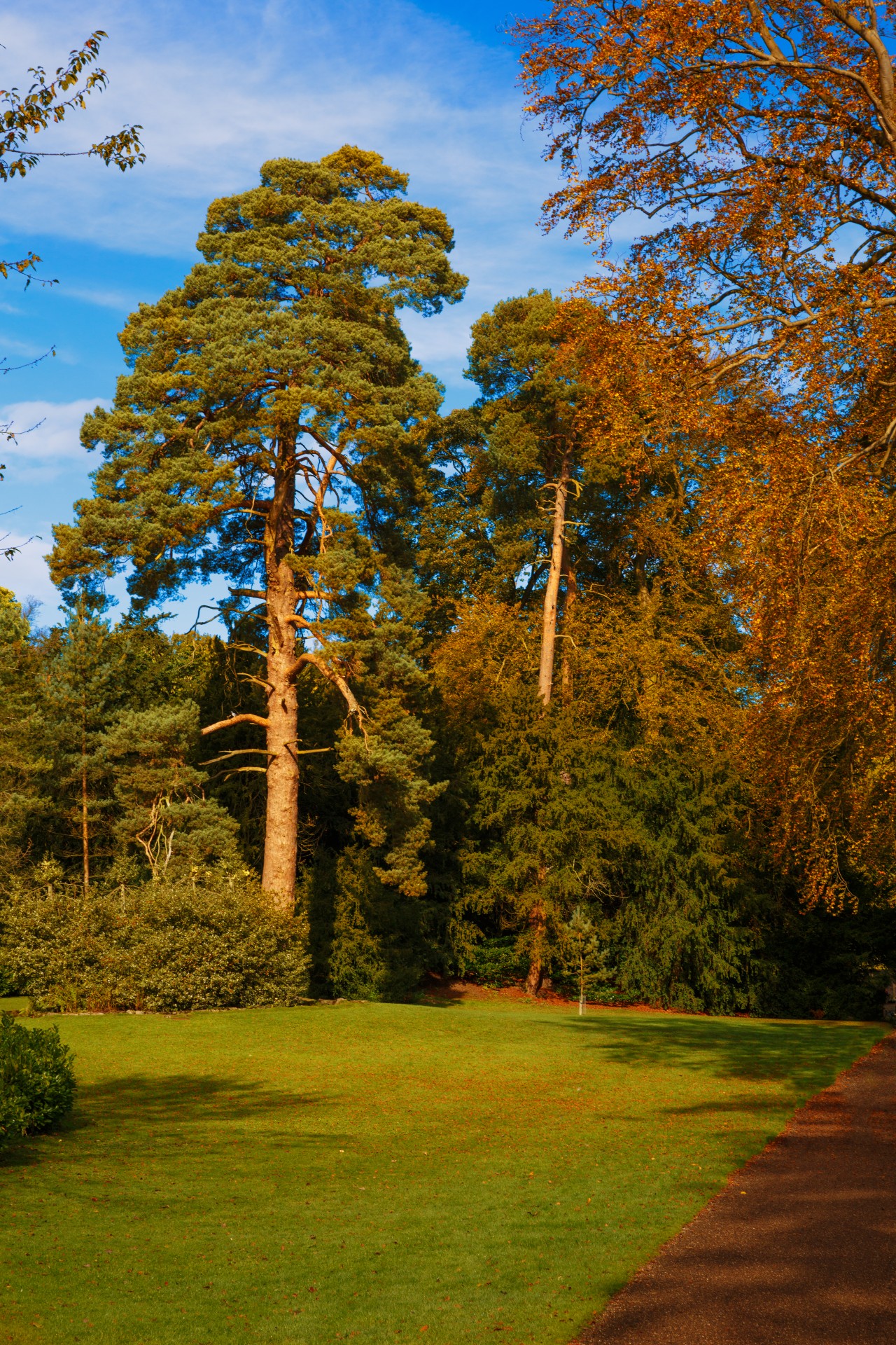 autumn park forest free photo