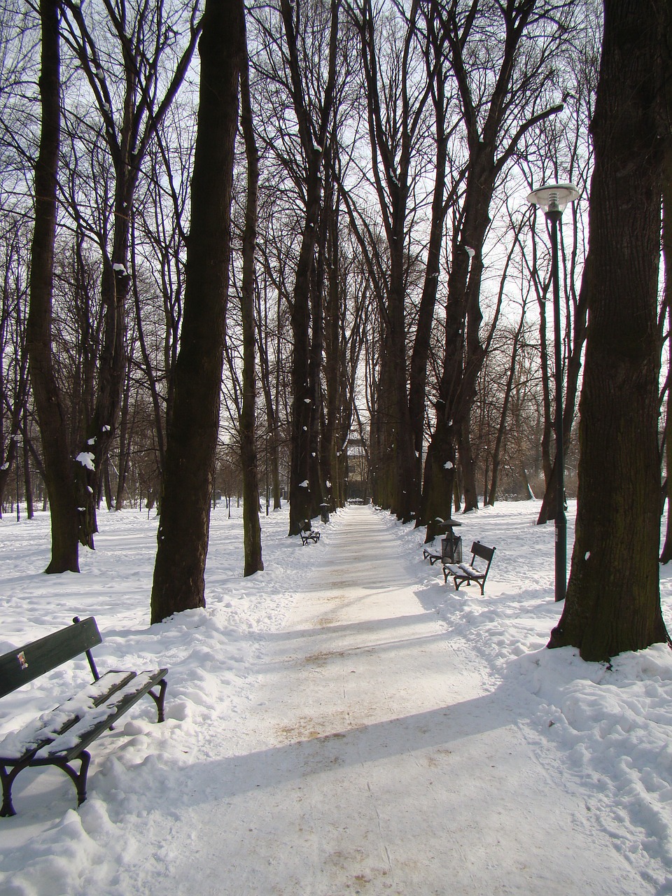 park in winter alley winter free photo