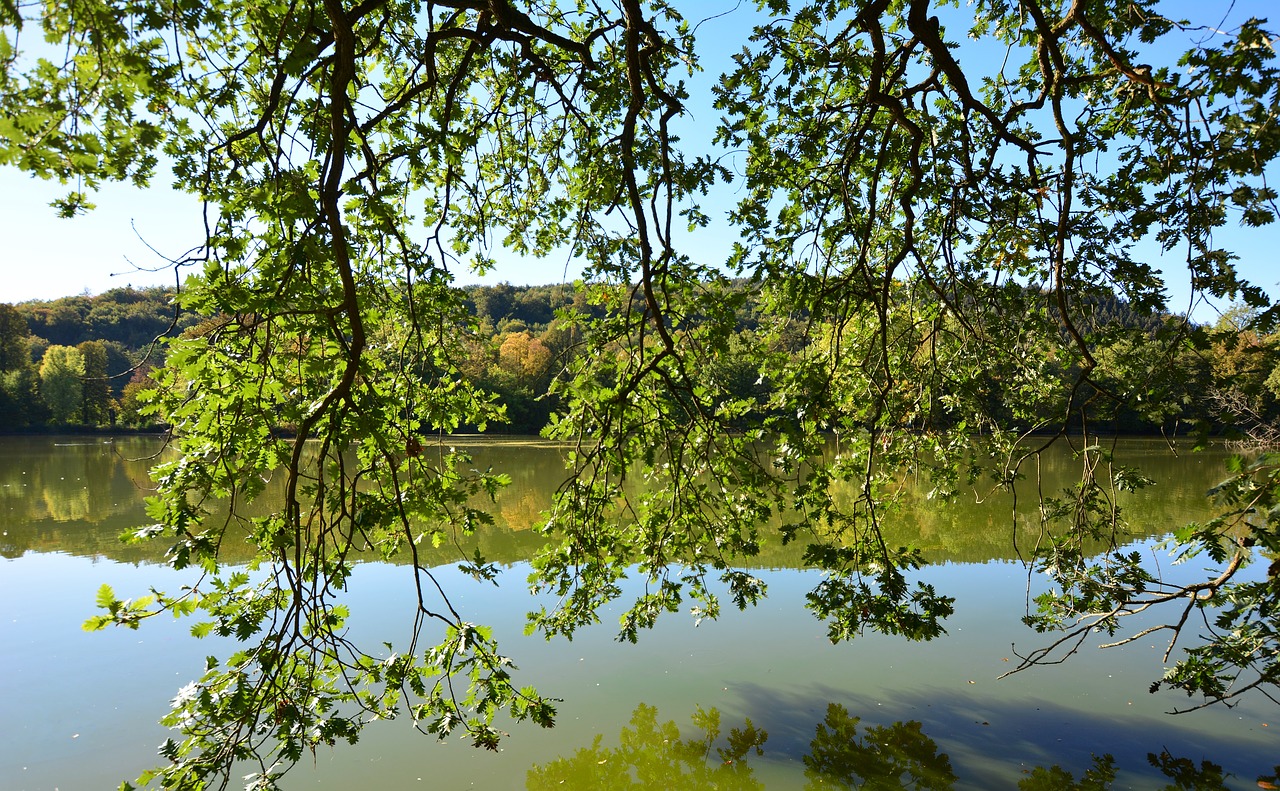 park lake  mirroring  greiz free photo