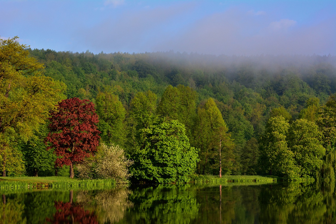 park lake  park  thuringia germany free photo