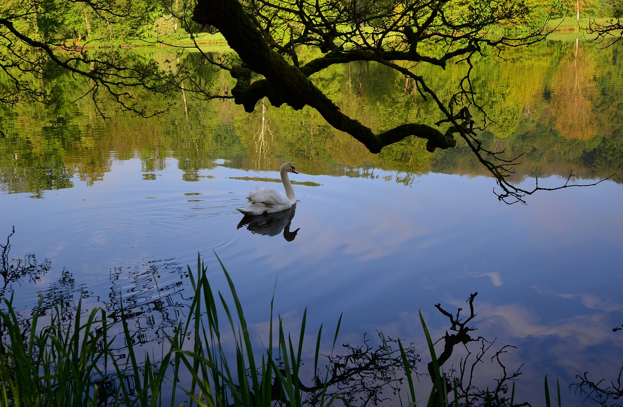 park lake  swan  evening free photo