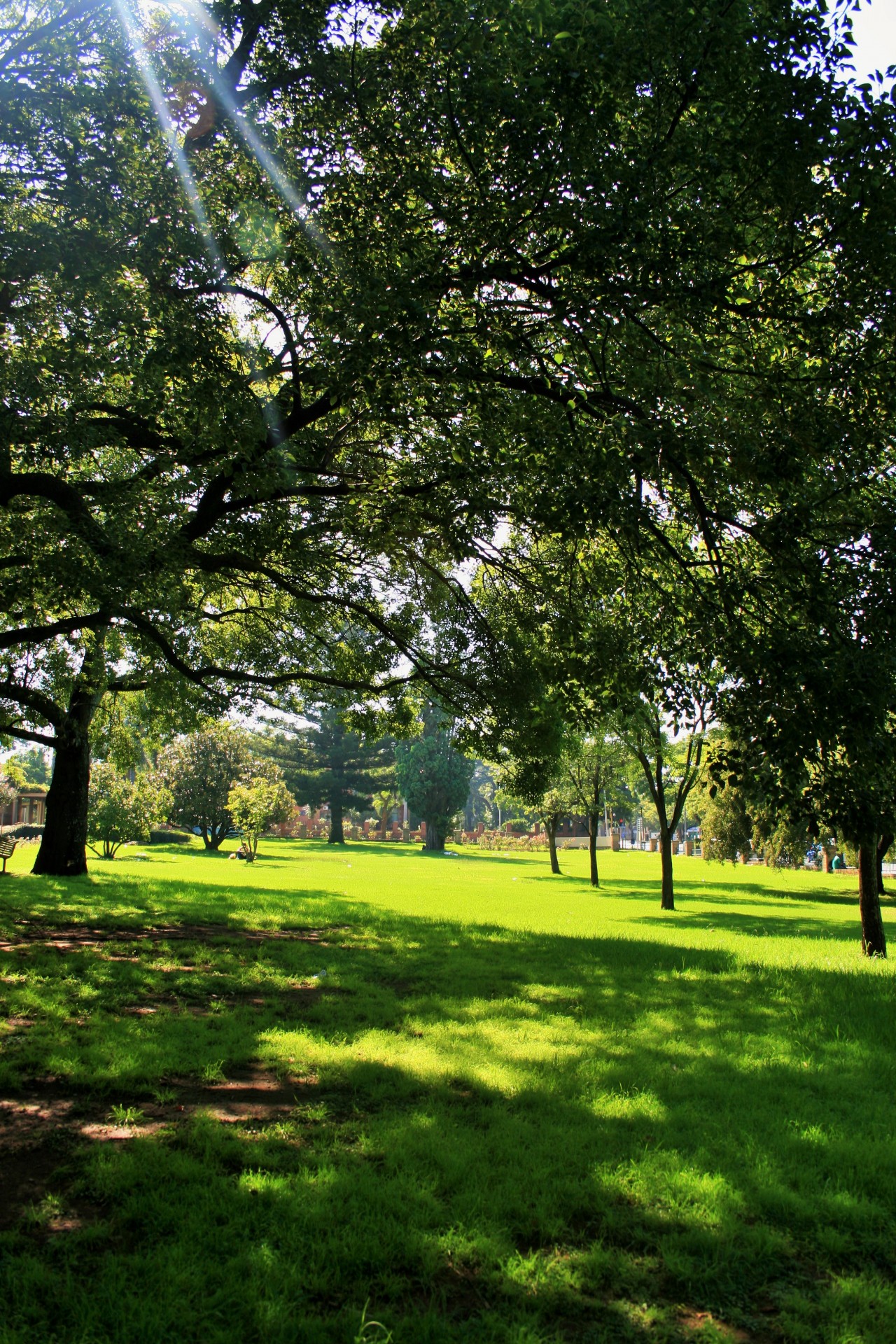 park trees lawn free photo