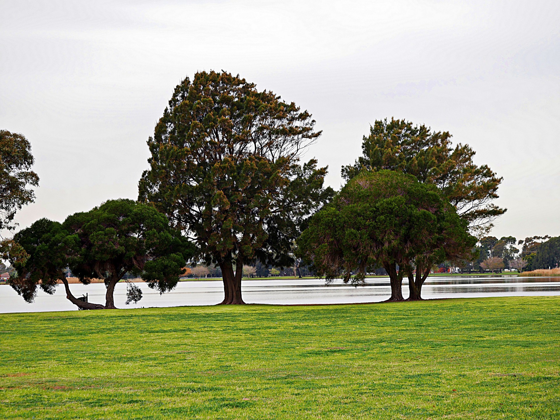 park trees lake free photo