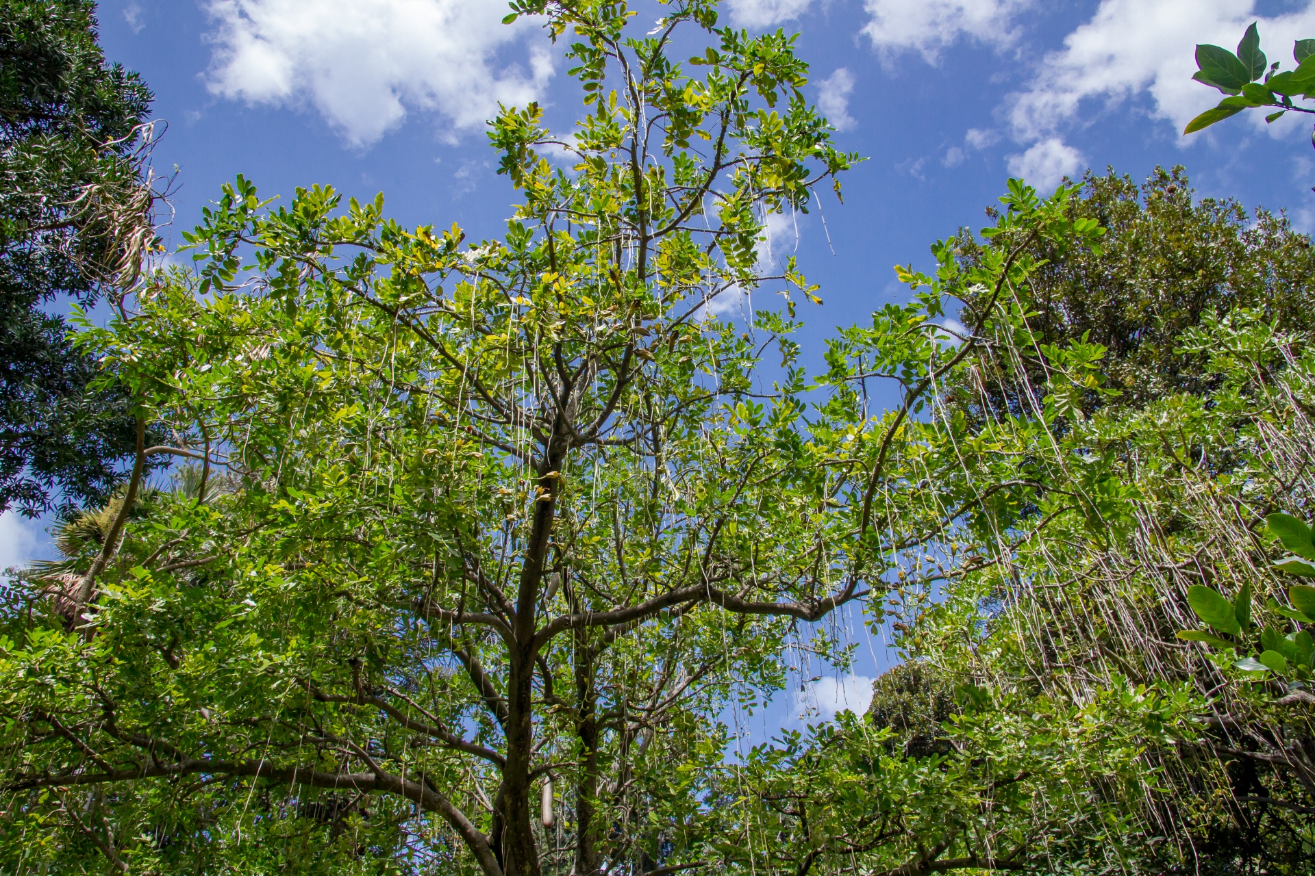 tree garden park free photo