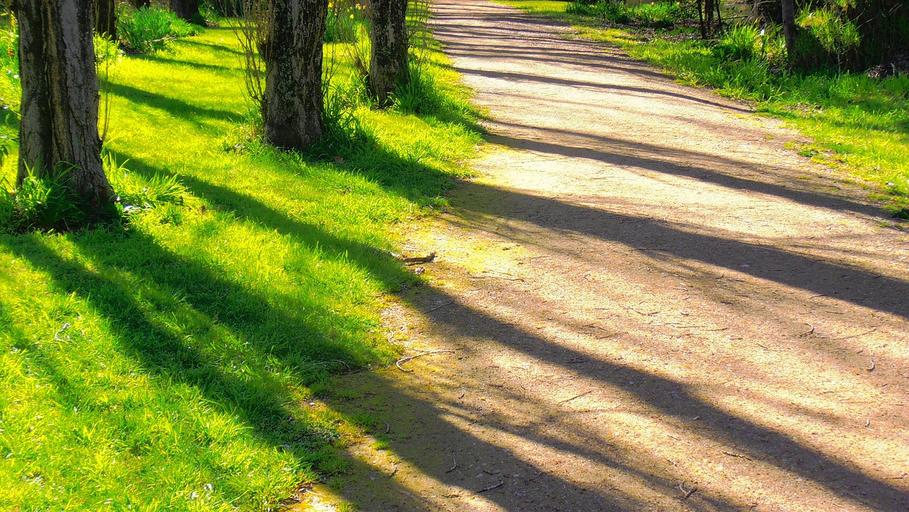 parks greenery woods free photo