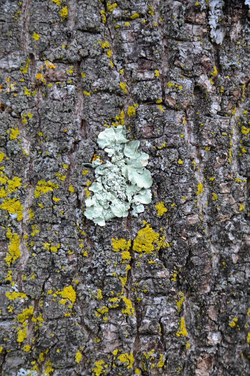 parmelia sulcata lichen sulcatflechte free photo