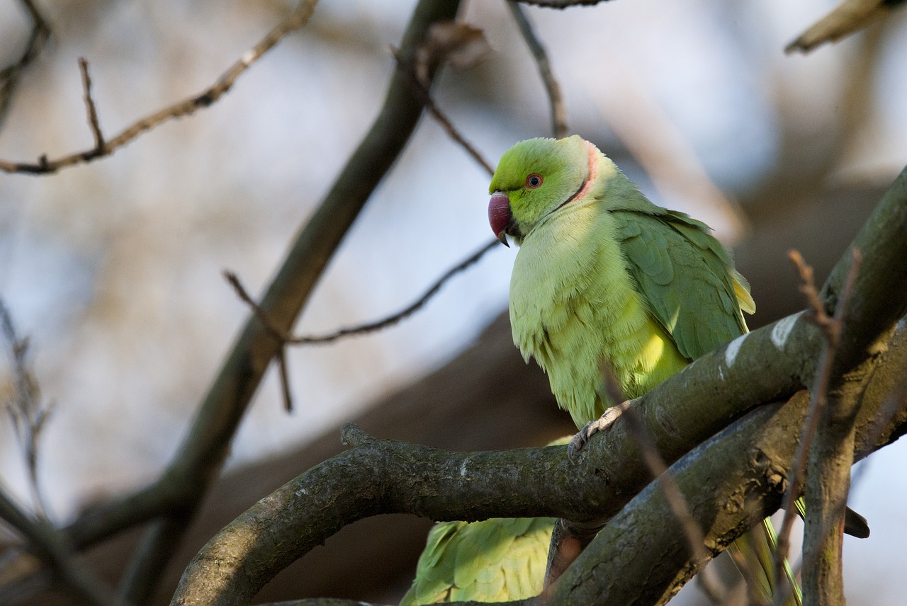 parots  paraketes  nature free photo