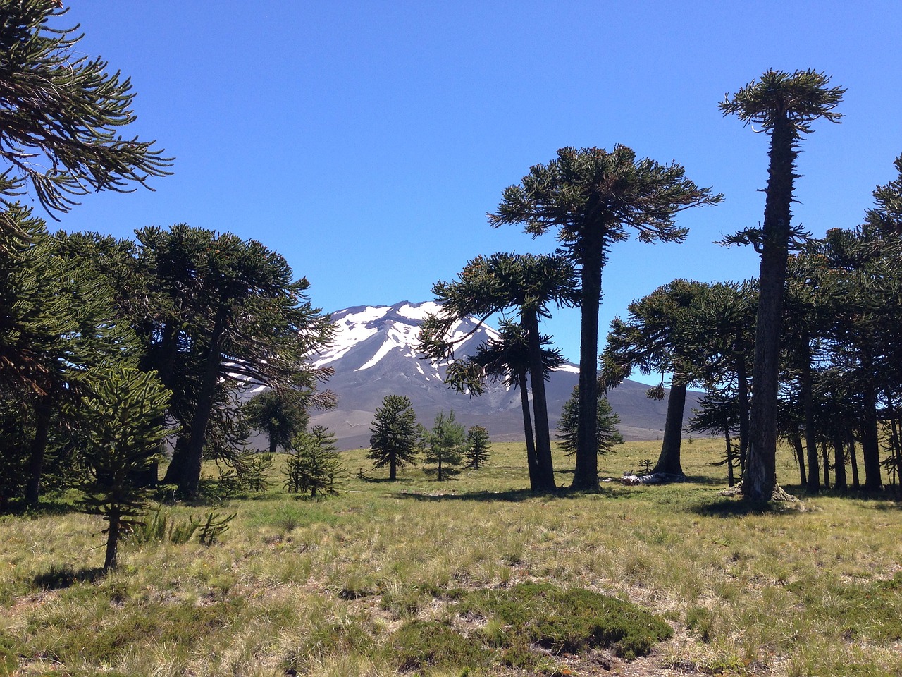 parque nacional los araucarias chile argentina free photo