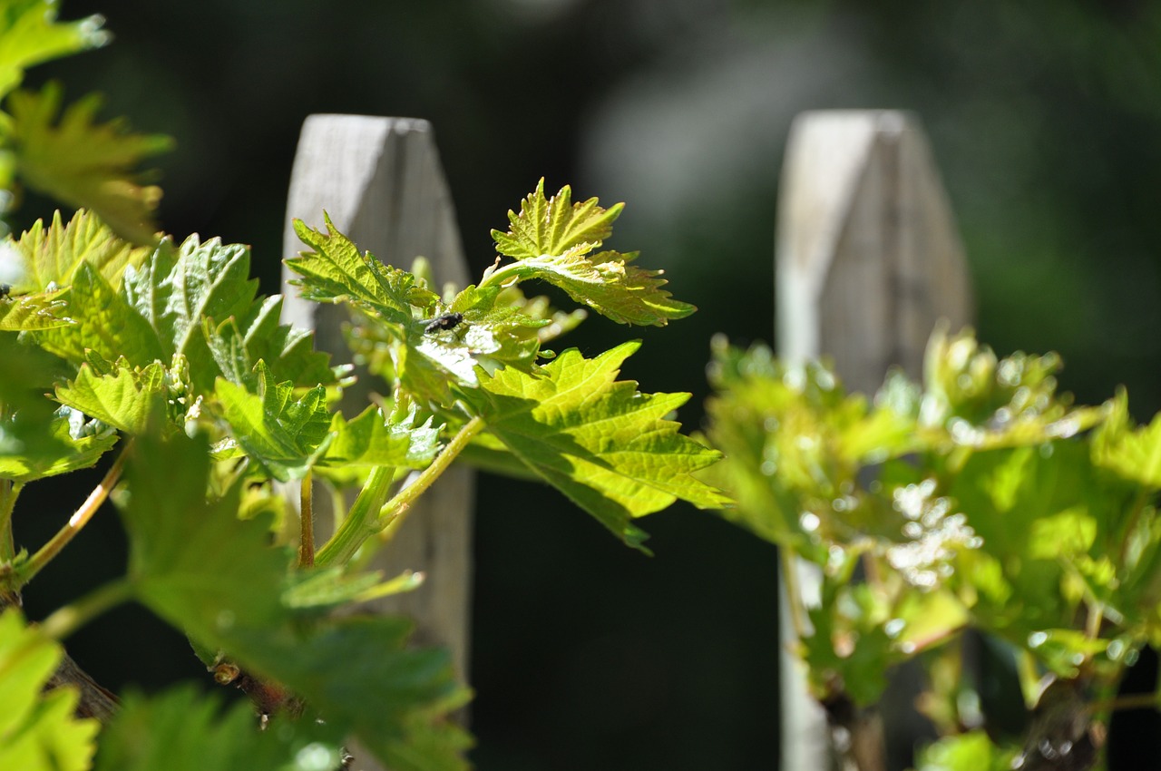 parra vine fence free photo