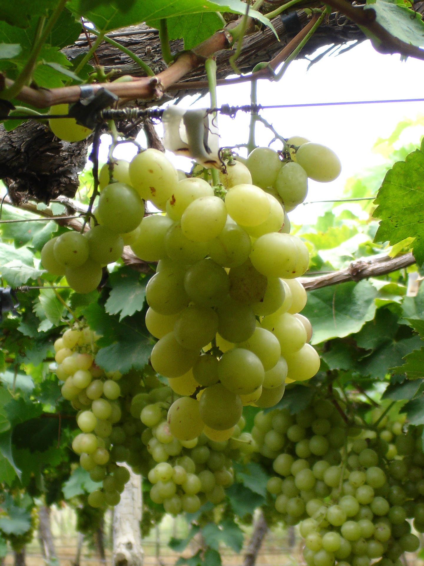 grape fruit vine free photo