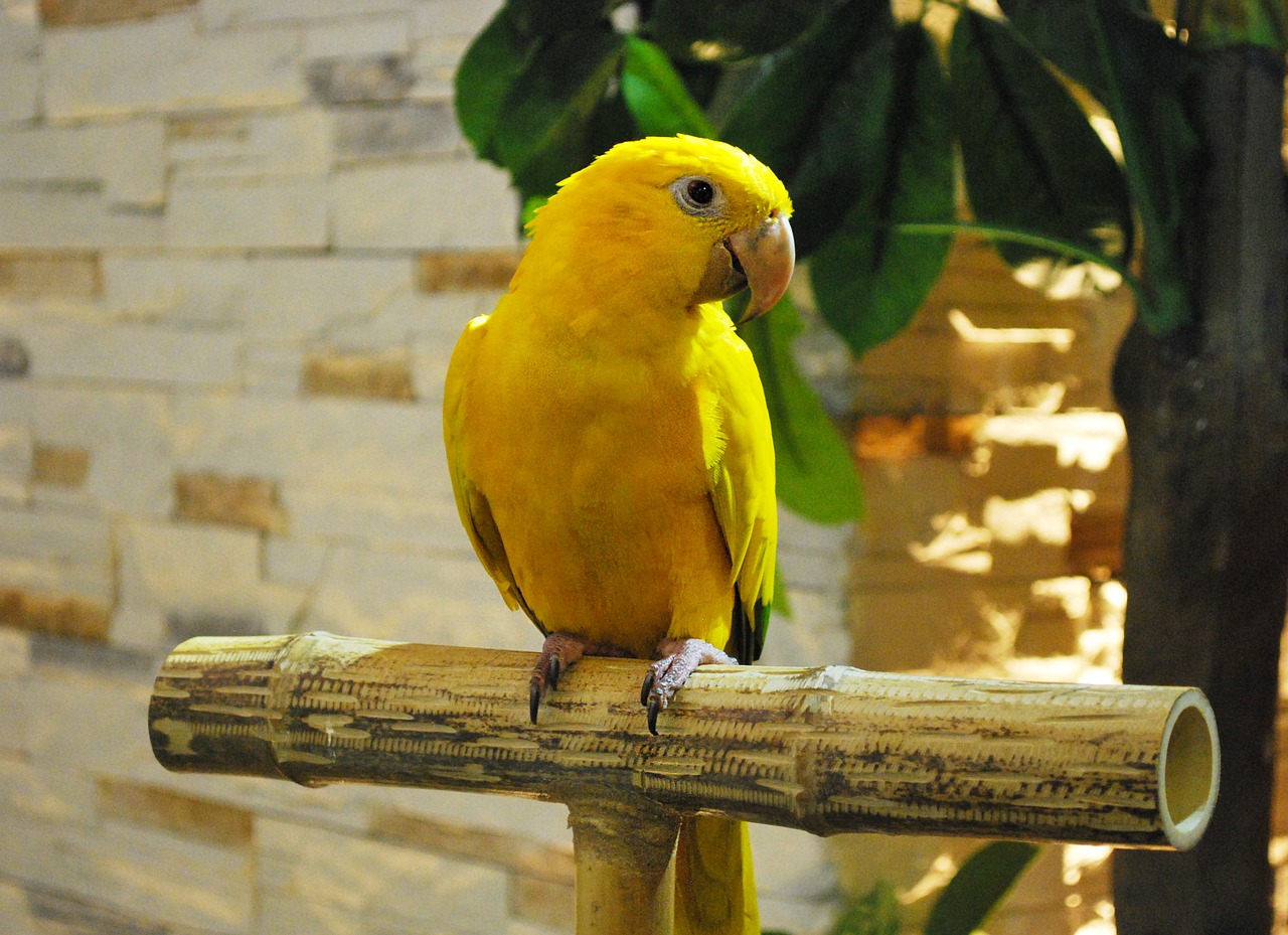 parrot yellow watching free photo