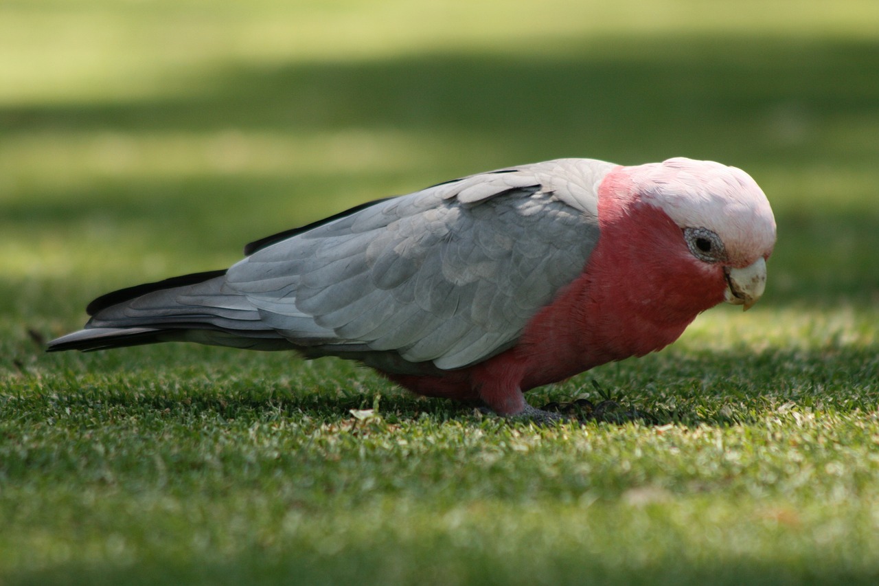 parrot grey pink free photo