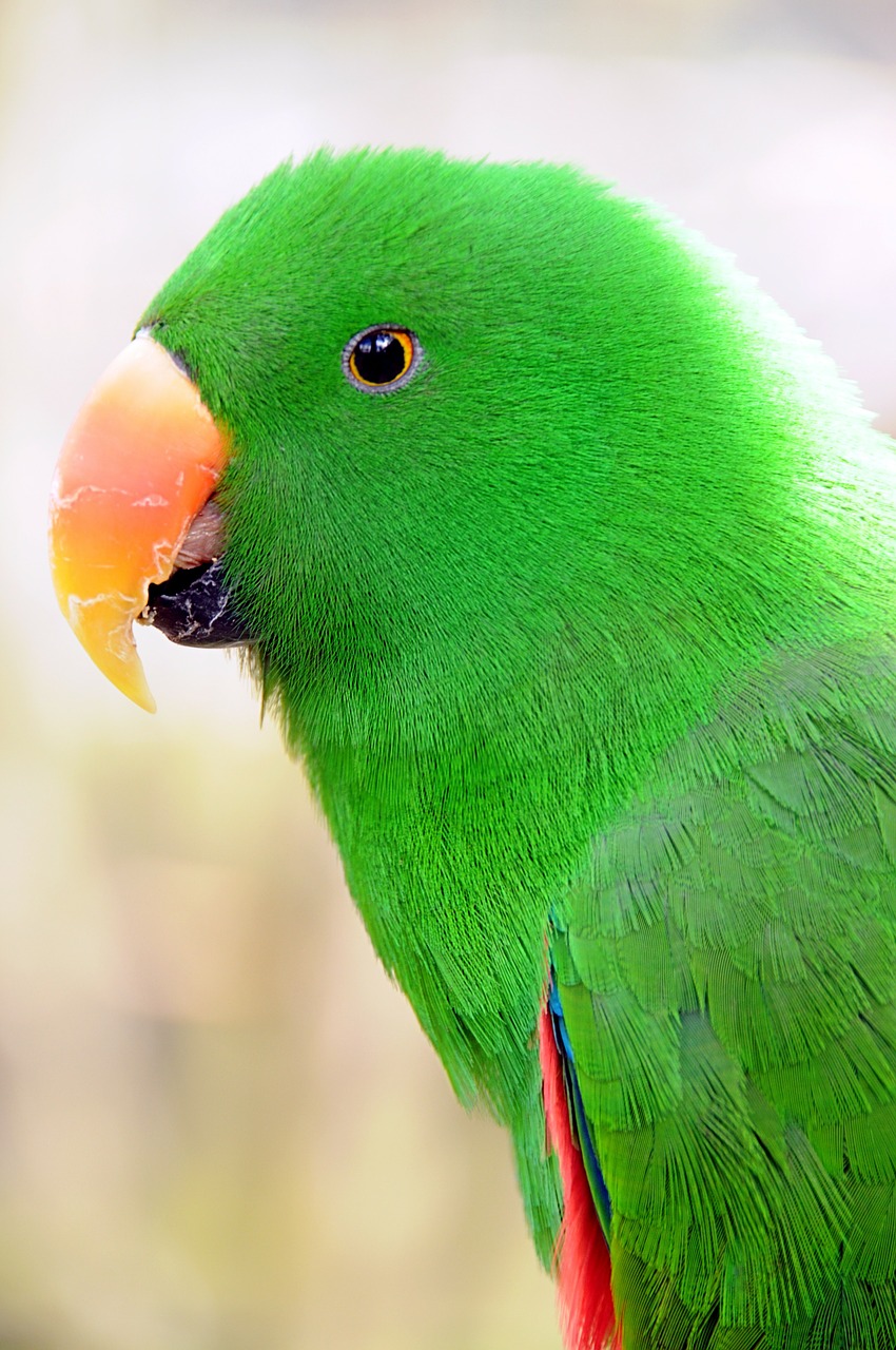 parrot birds parakeet free photo