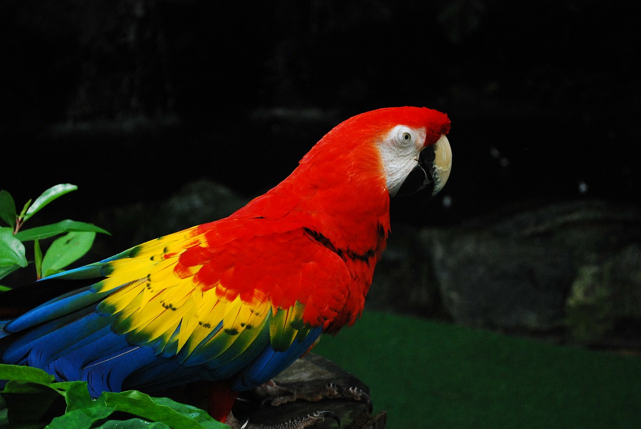 parrot jurong bird park singapore free photo
