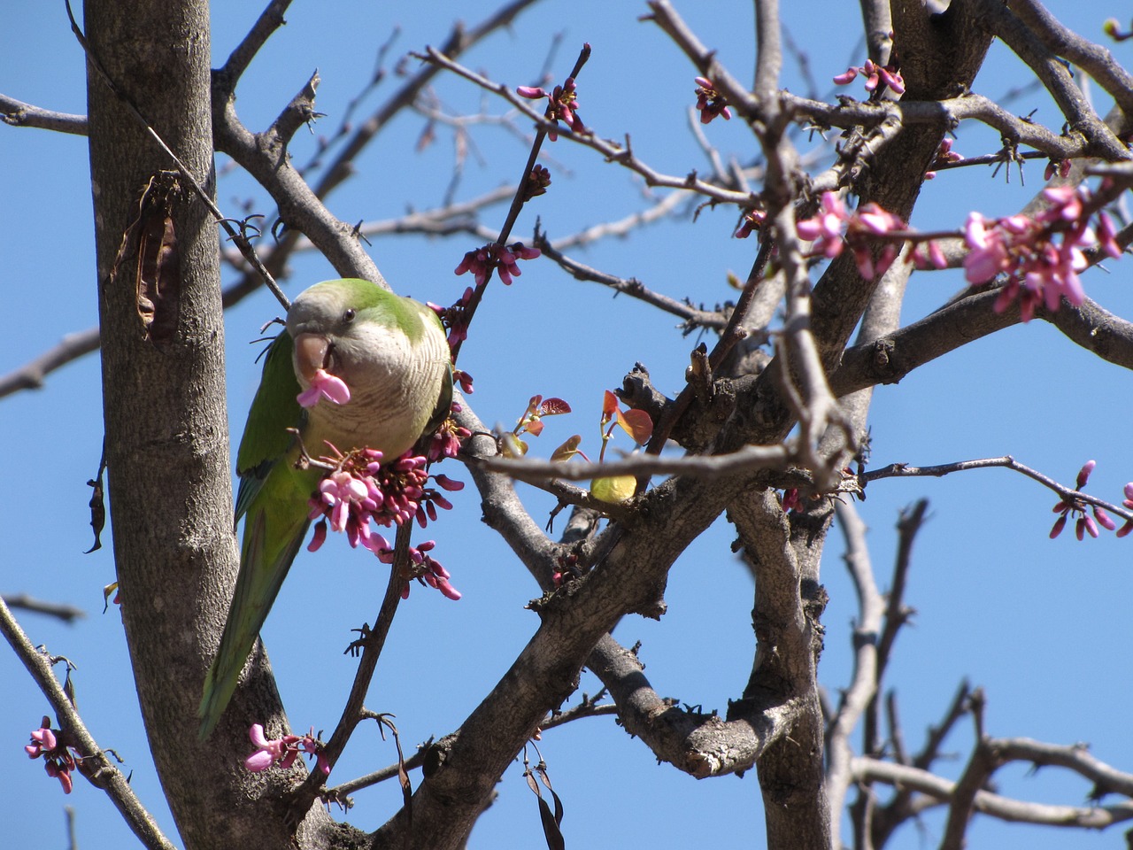 parrot tree nature free photo