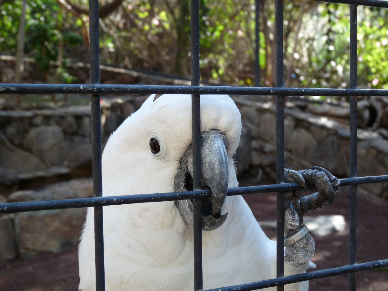 parrot cockatoo bird free photo