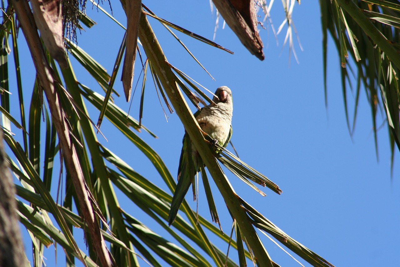 parrot palm tree bird free photo