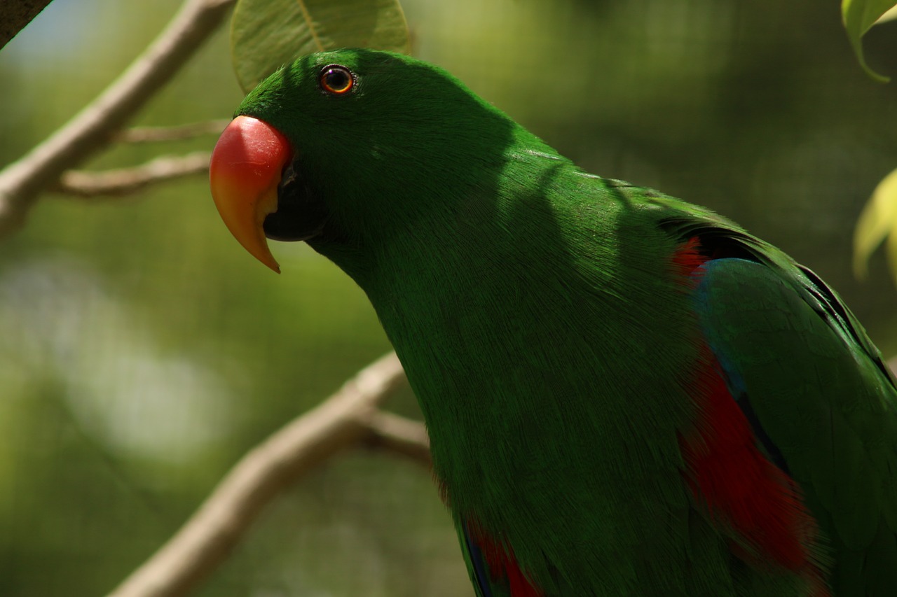 parrot head green free photo