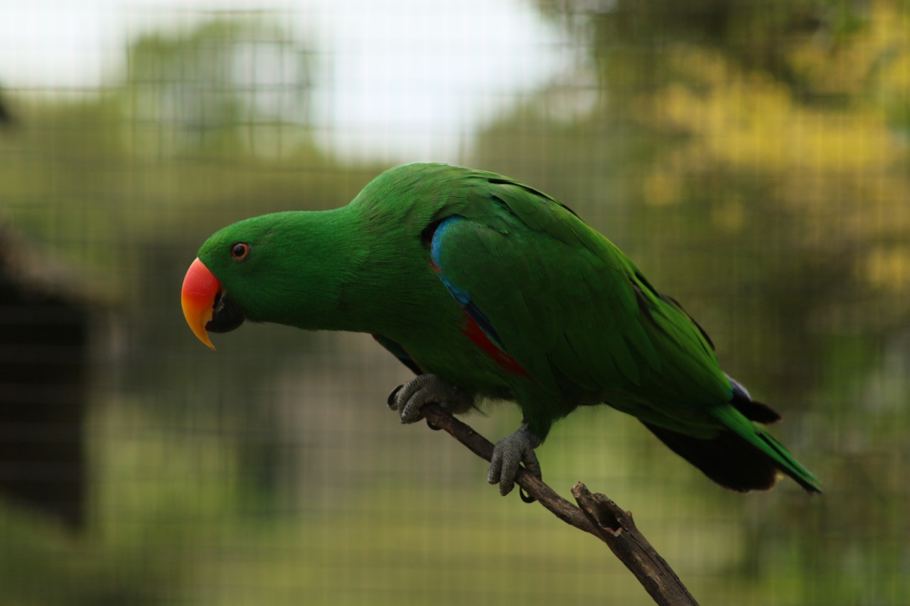 parrot bird feathered free photo