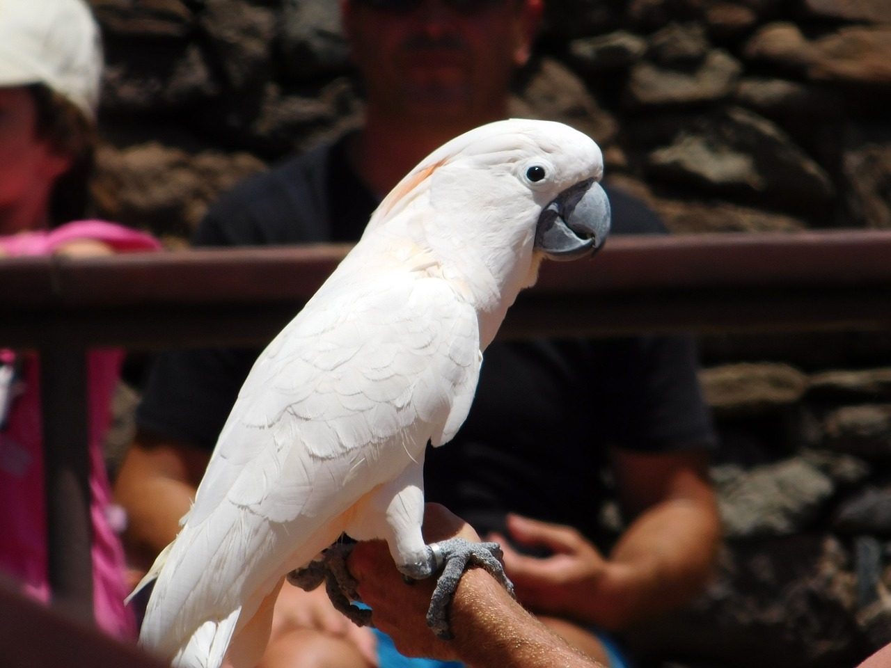 parrot bird animal free photo