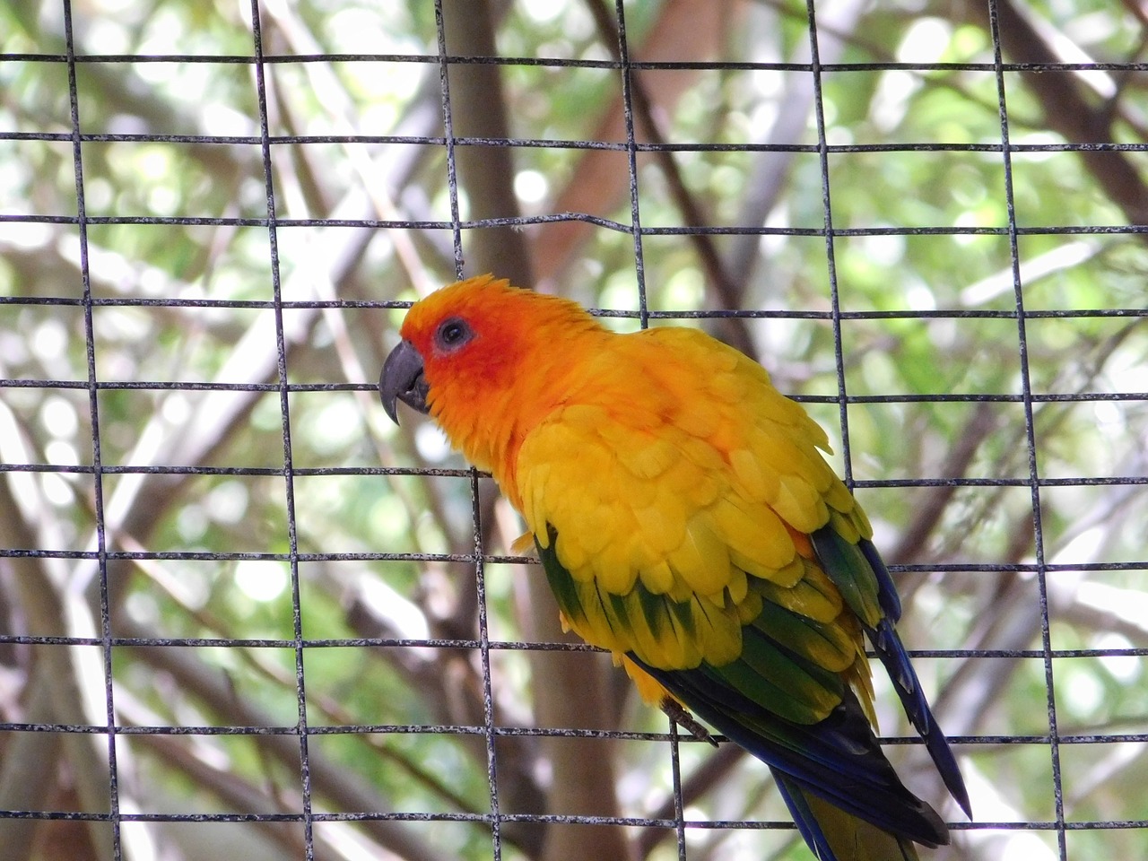 parrot bird cage free photo