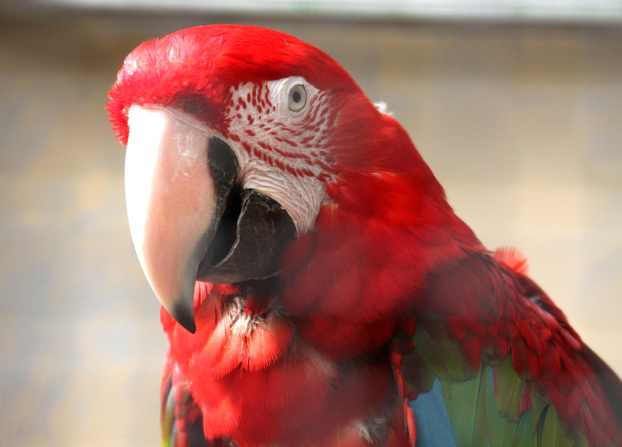 parrot bird animal free photo