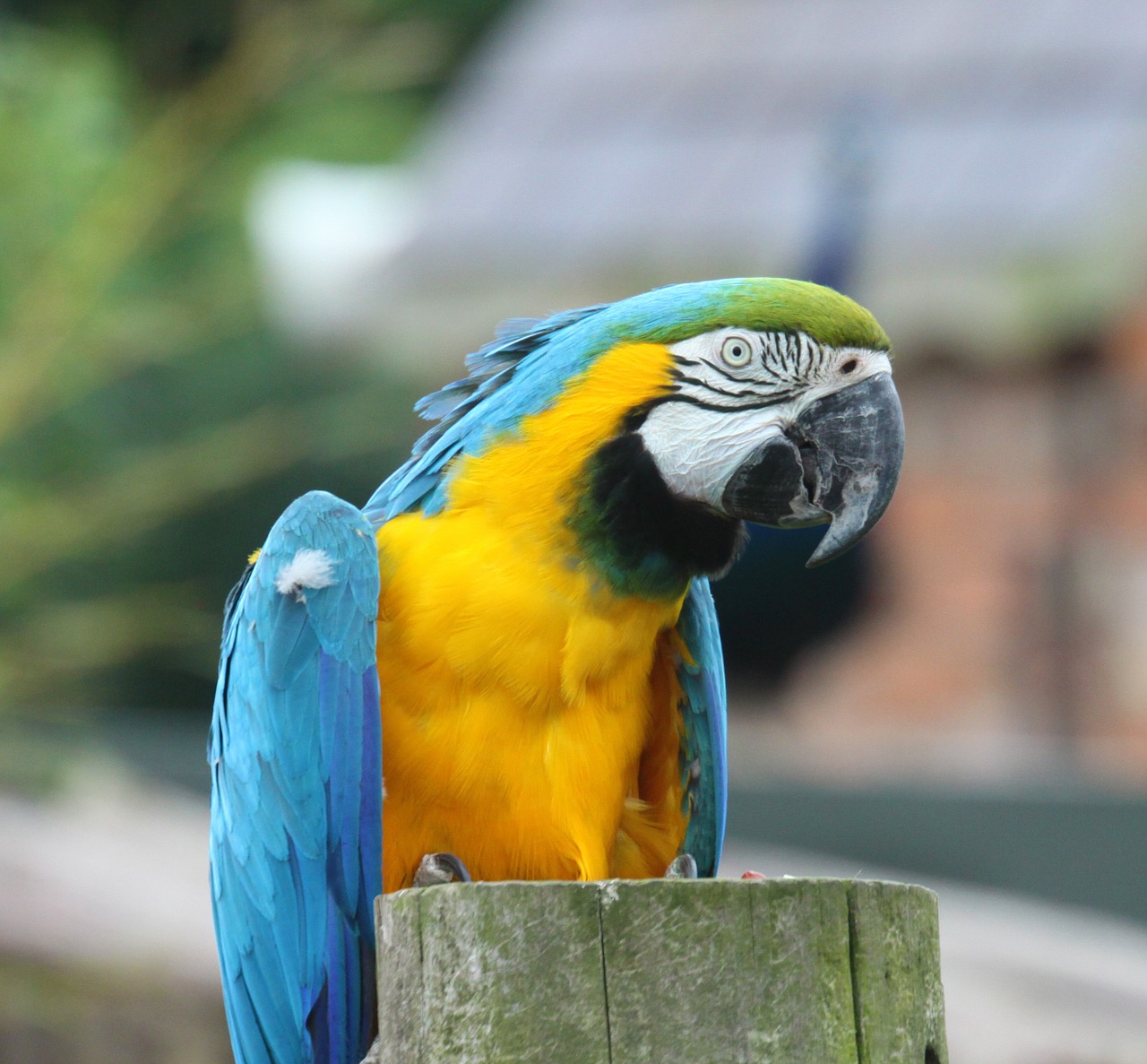 parrot bird animal free photo