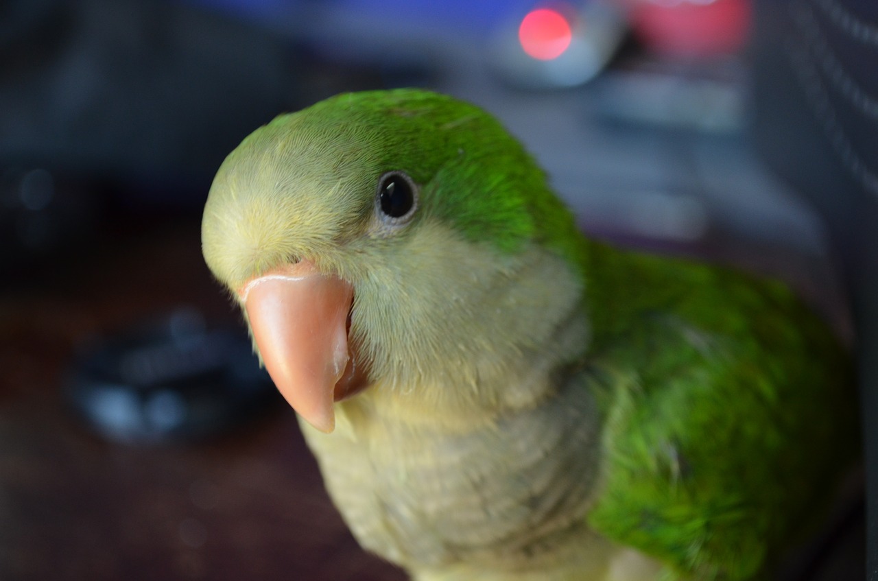parrot animal green free photo