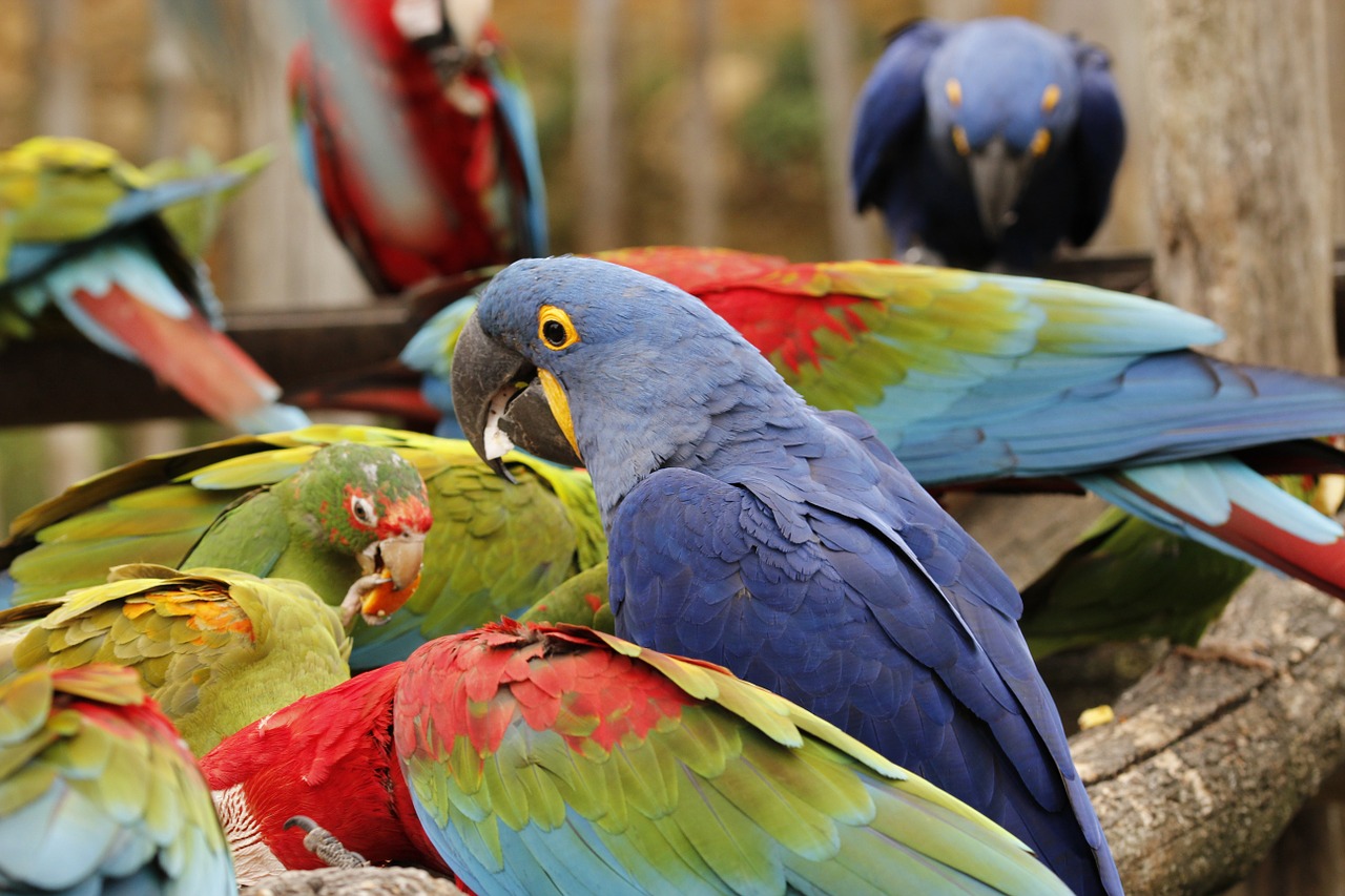 parrot zoo bird free photo