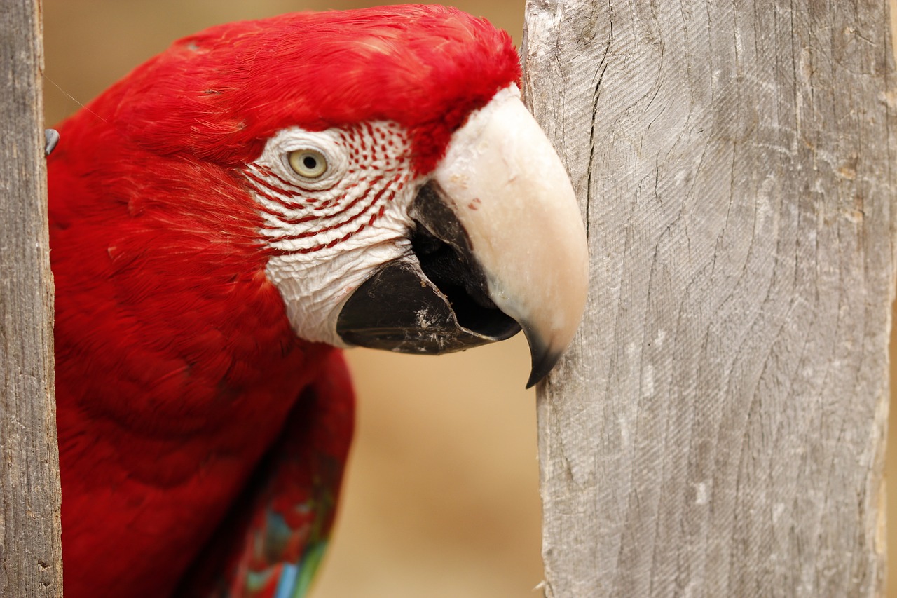 parrot zoo bird free photo