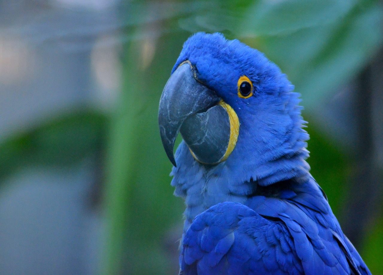 parrot ara rainbow parrot free photo