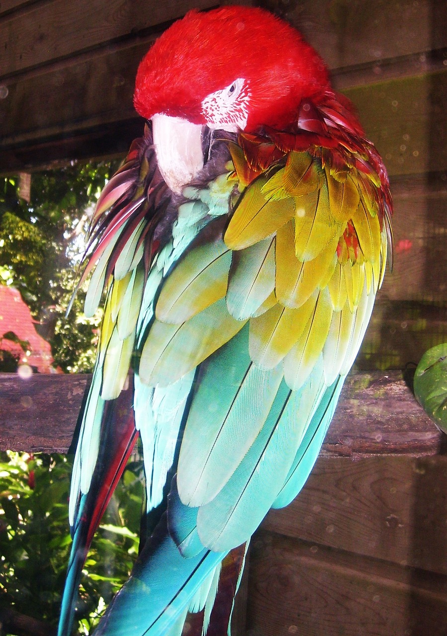 parrot ara color free photo