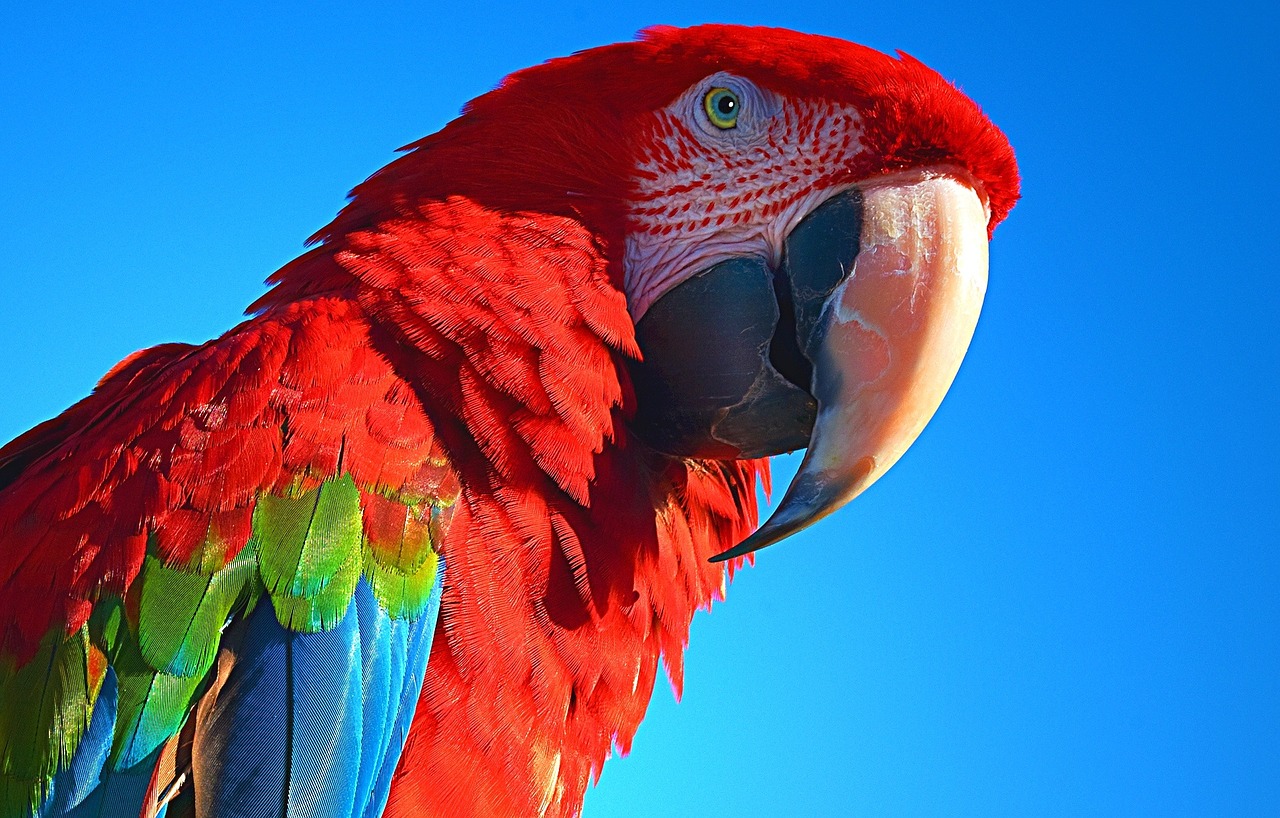 parrot bird pet free photo
