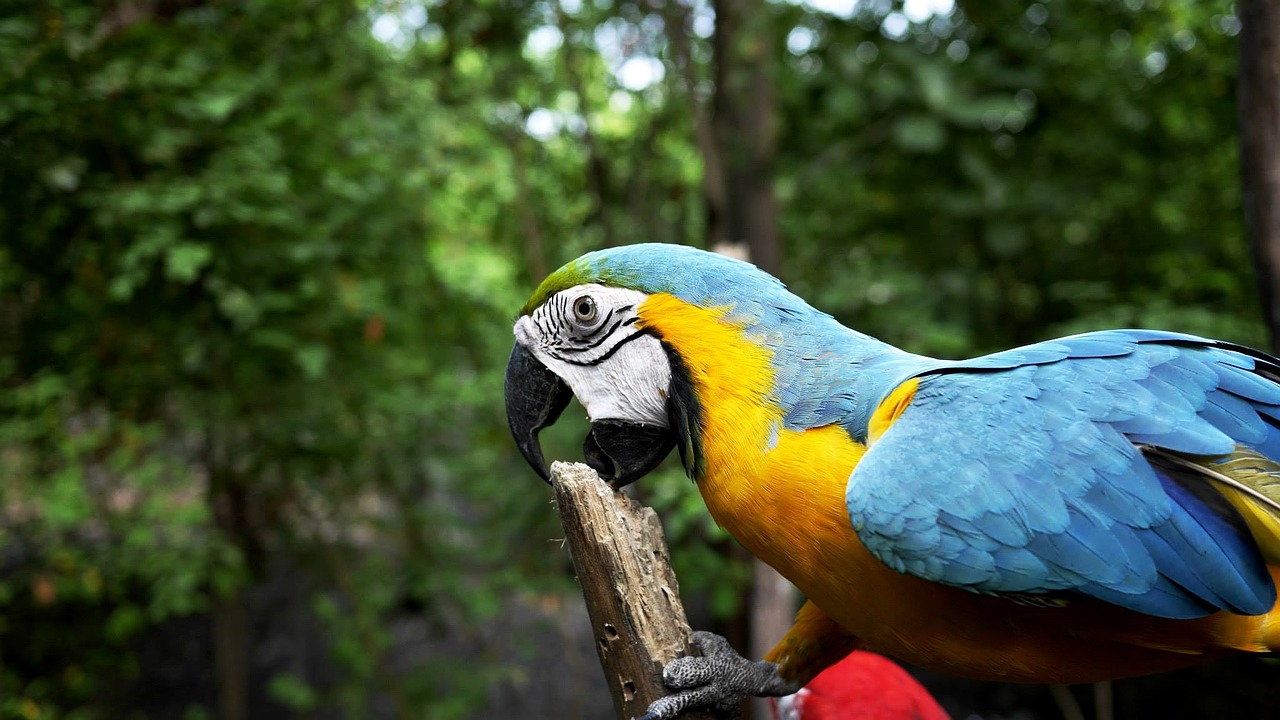 parrot bird forest free photo
