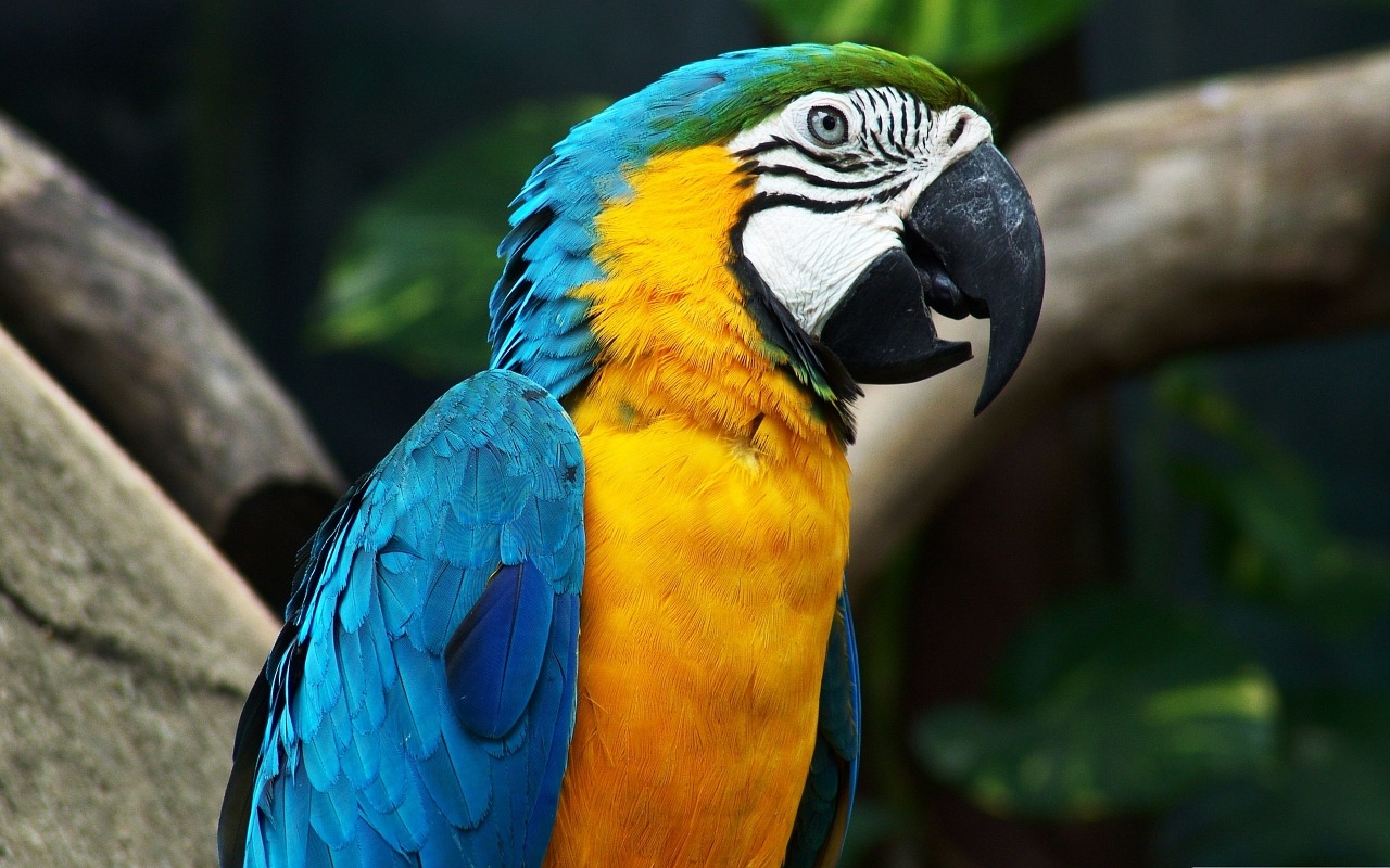 parrot arara brazil free photo