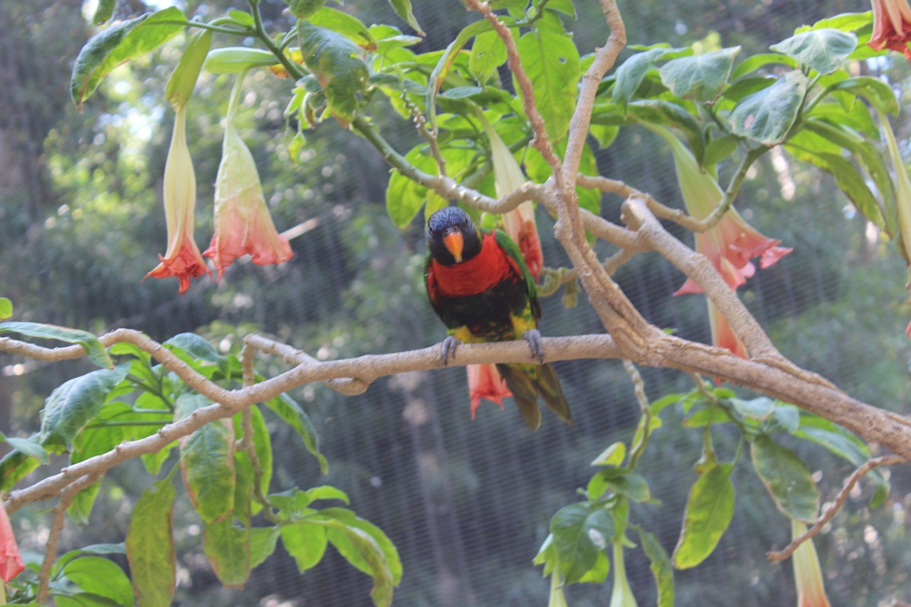 parrot bird animal free photo