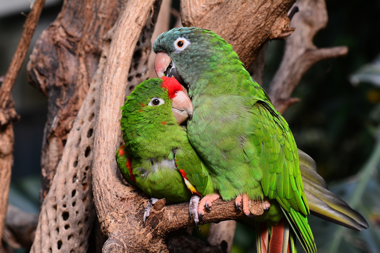 parrot parrots green free photo