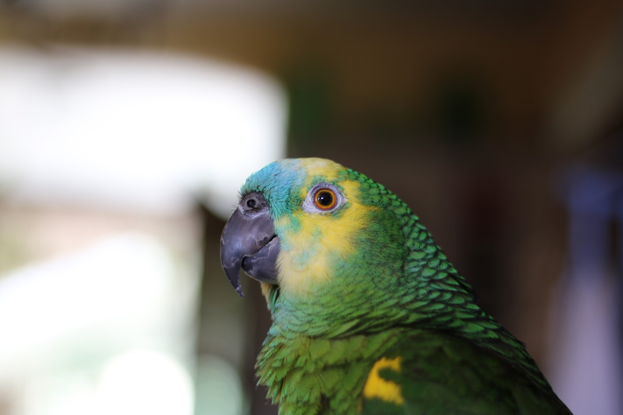 parrot amazon bird free photo