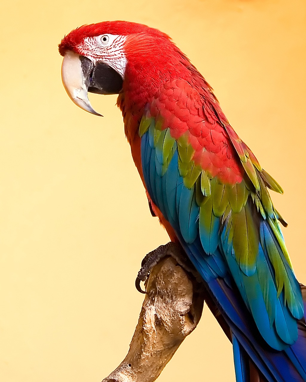 parrot parakeet feathers free photo