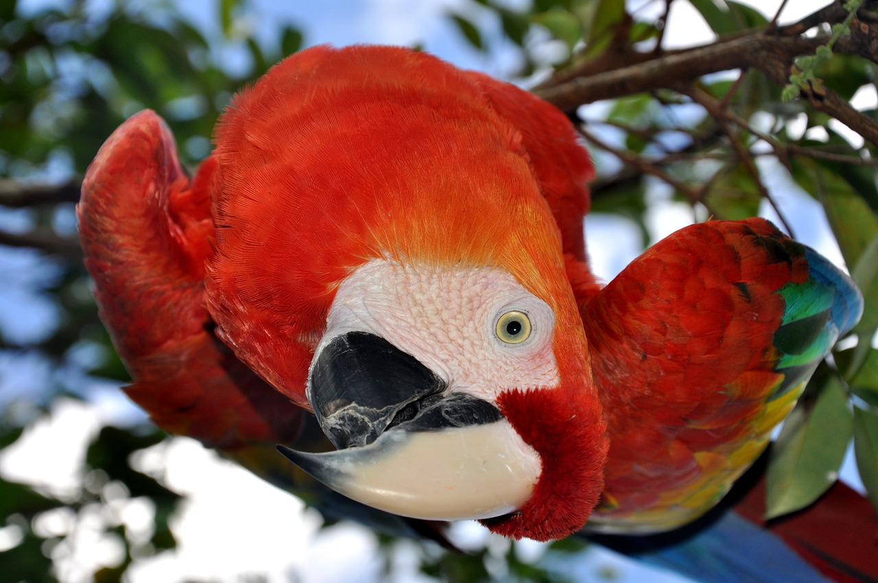 parrot bird ara free photo