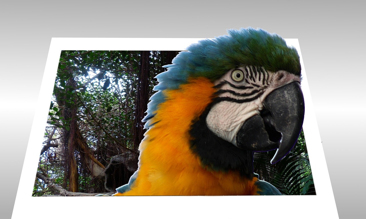 parrot picture frame 3d free photo
