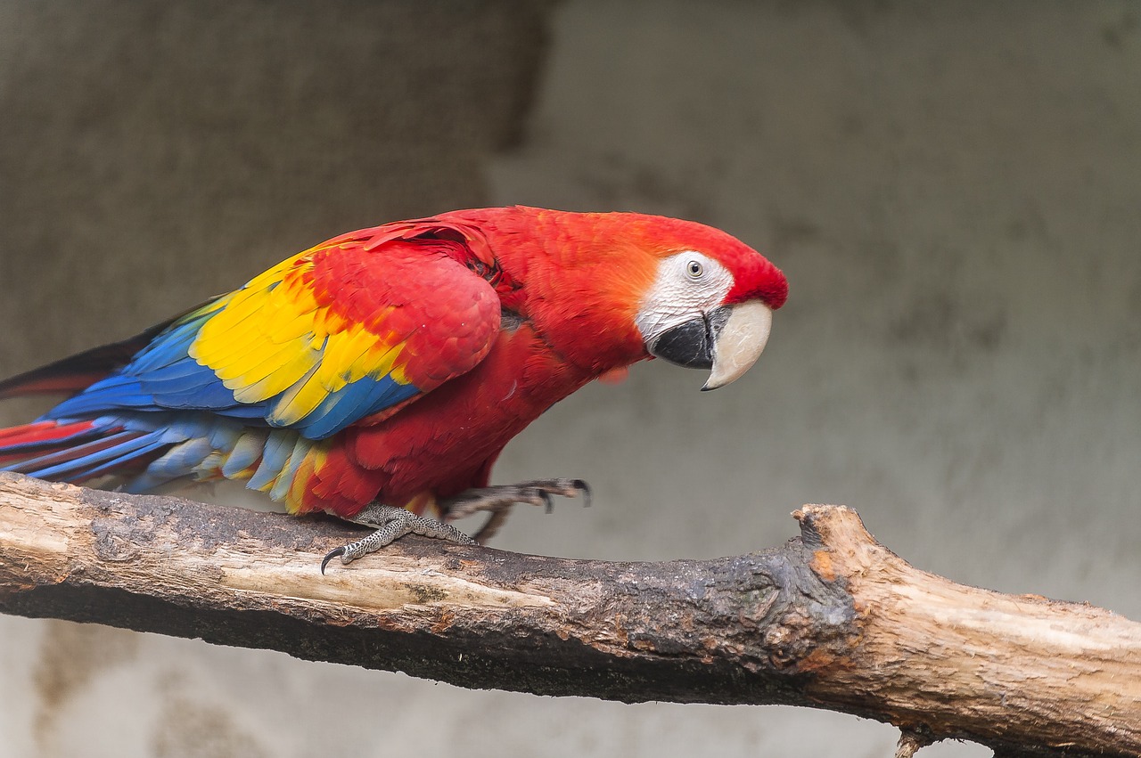 parrot bird parrots free photo