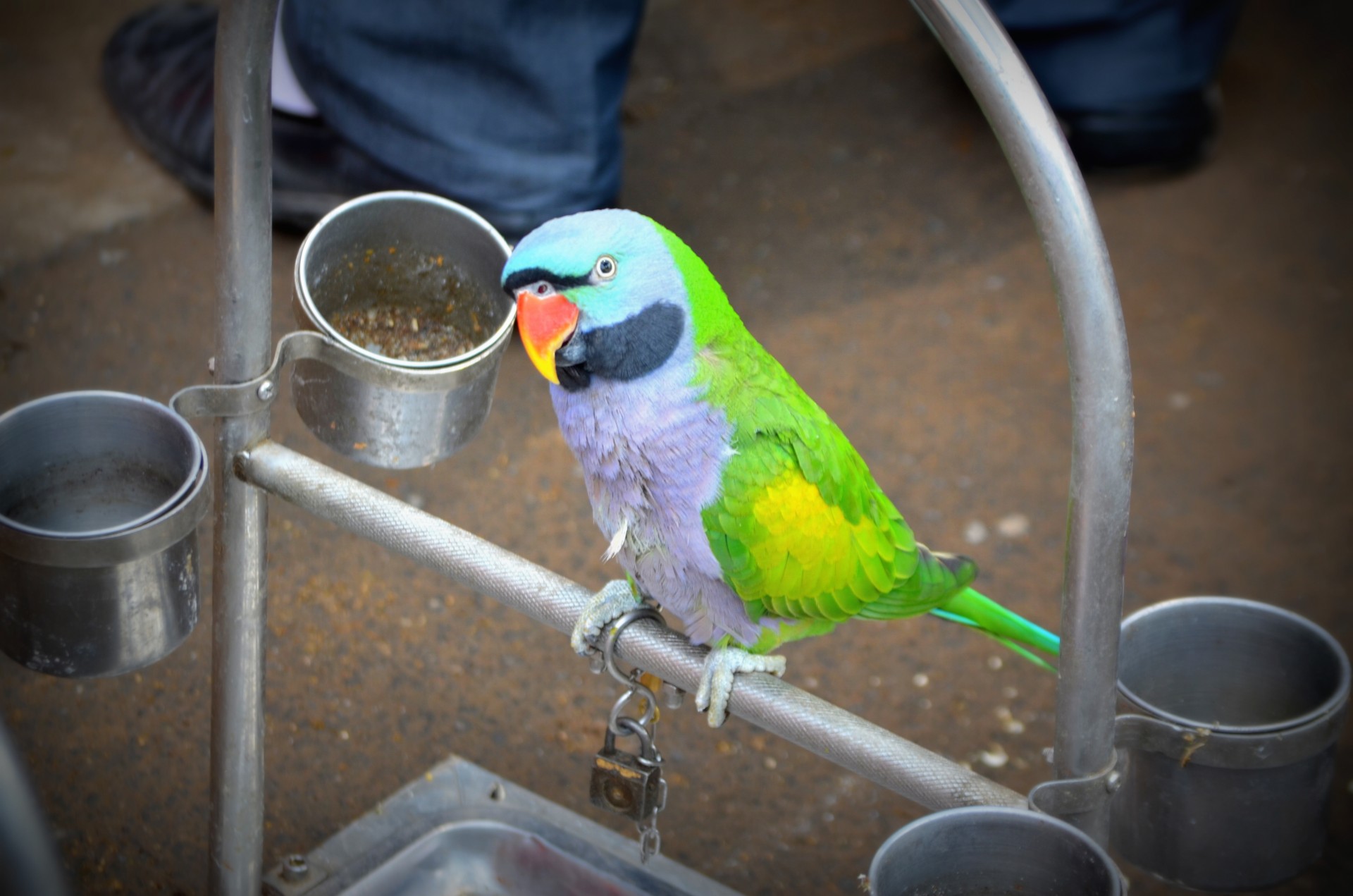 parrot bird animals free photo