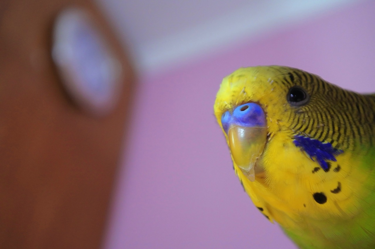 parrot peeps bird free photo