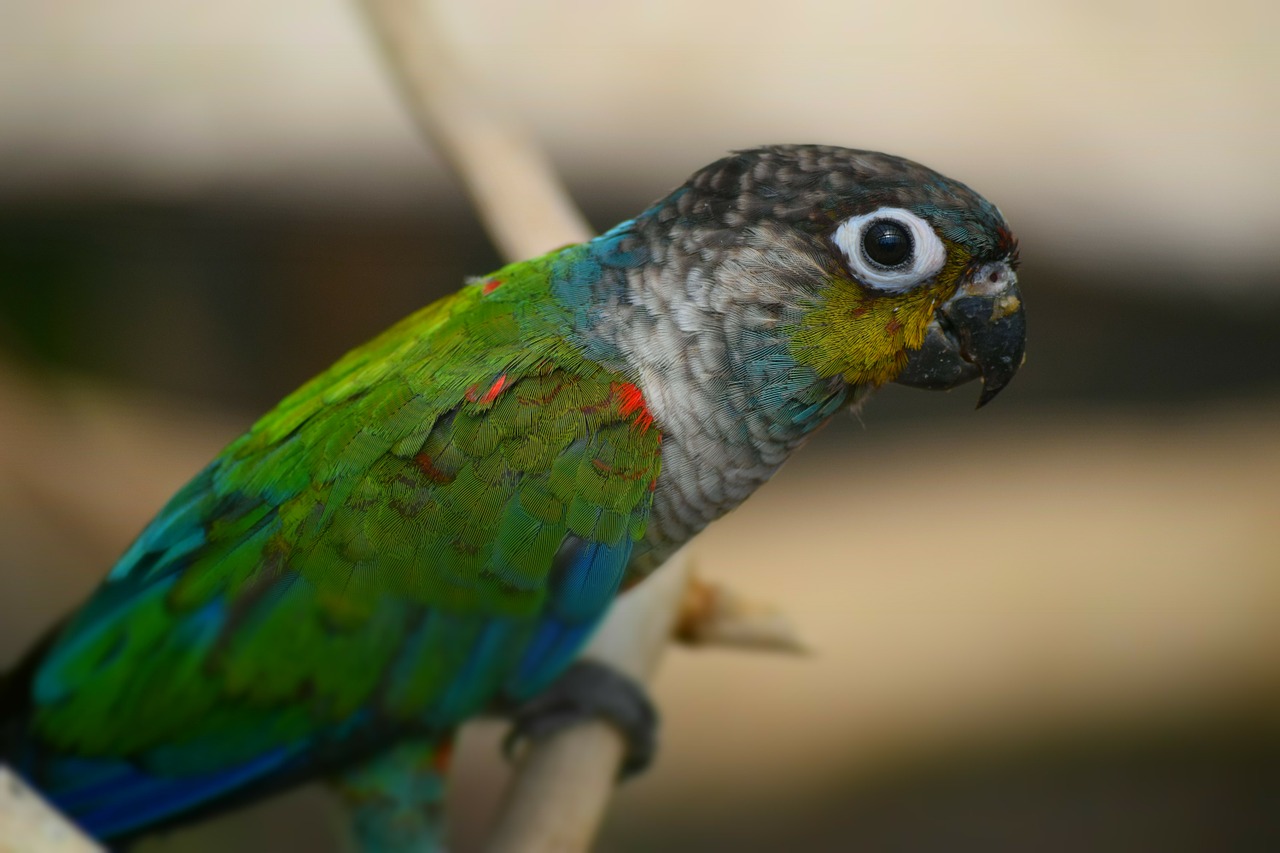 parrot bird color free photo